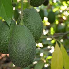 Avocado.jpg