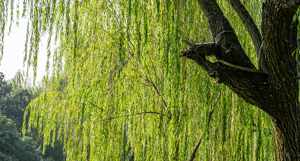Black-Willow-Bark.png