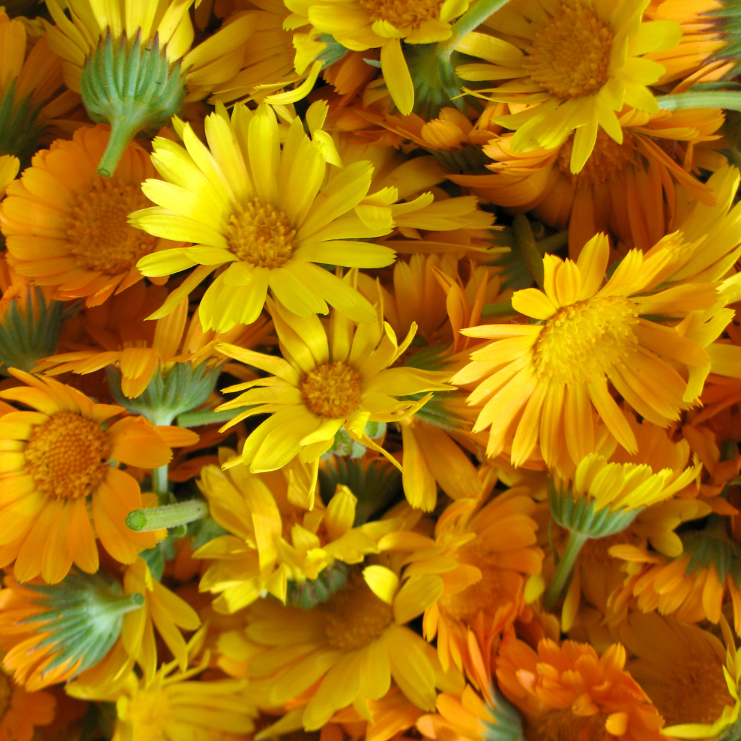 Blue Calm  Radiant Tansy  and Calendula Serum