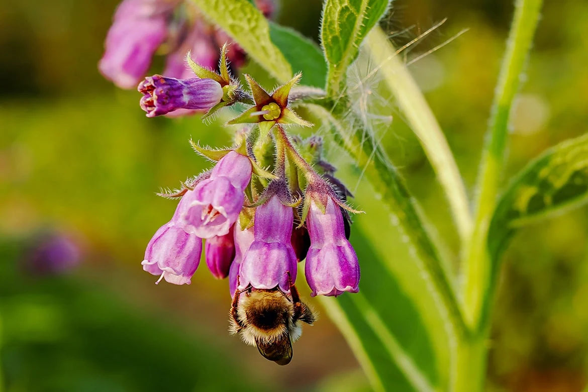 allantoin-skincare-benefits.webp