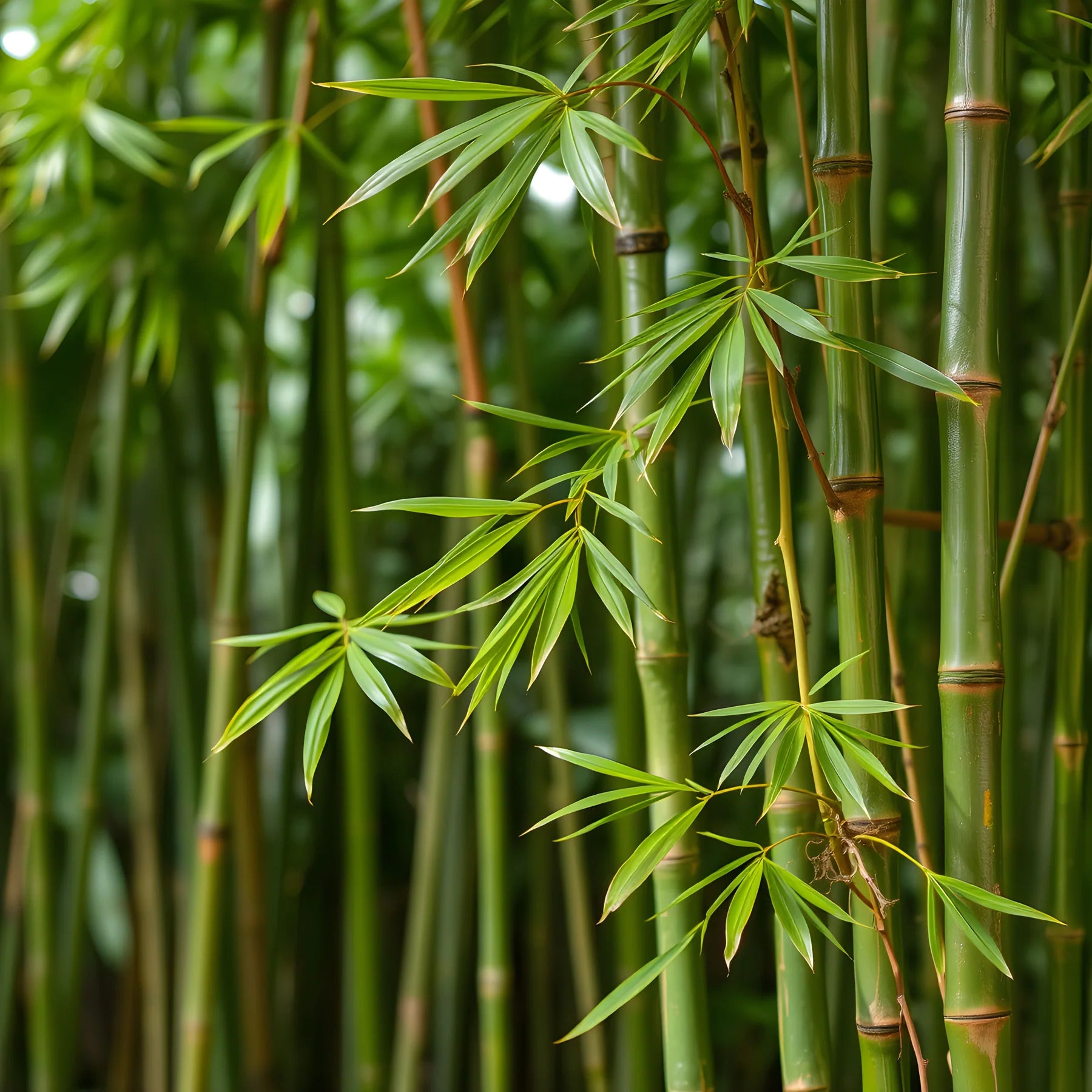 bamboo.webp
