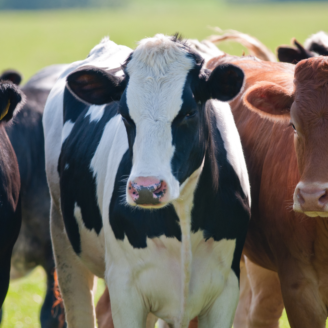 cows.png