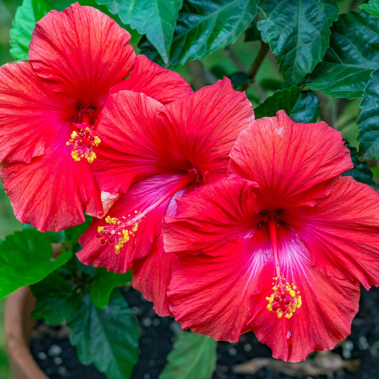 hibiscus.jpg