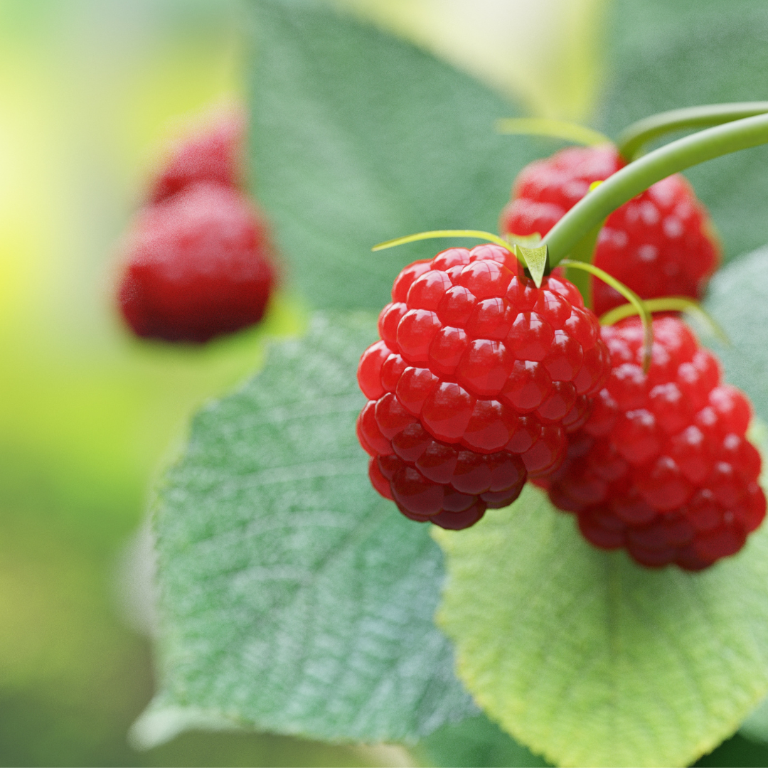 raspberry_oil.png