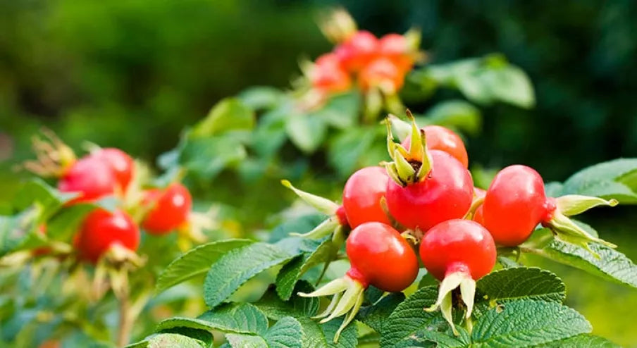 rosehip.webp