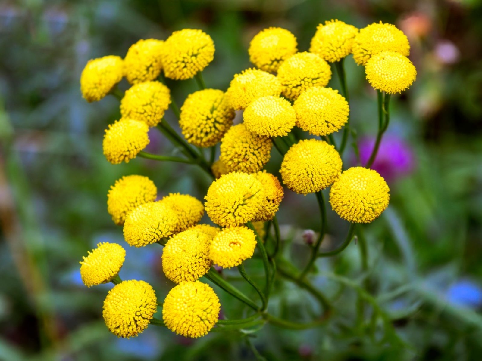 Blue Calm  Radiant Tansy  and Calendula Serum